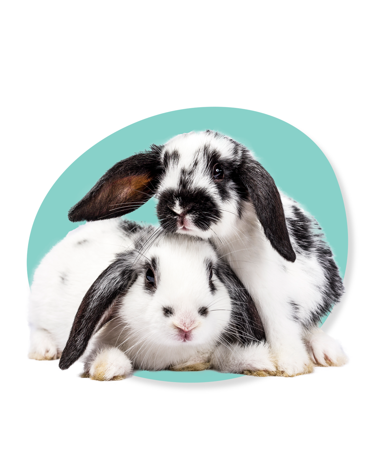 Estética y Amor